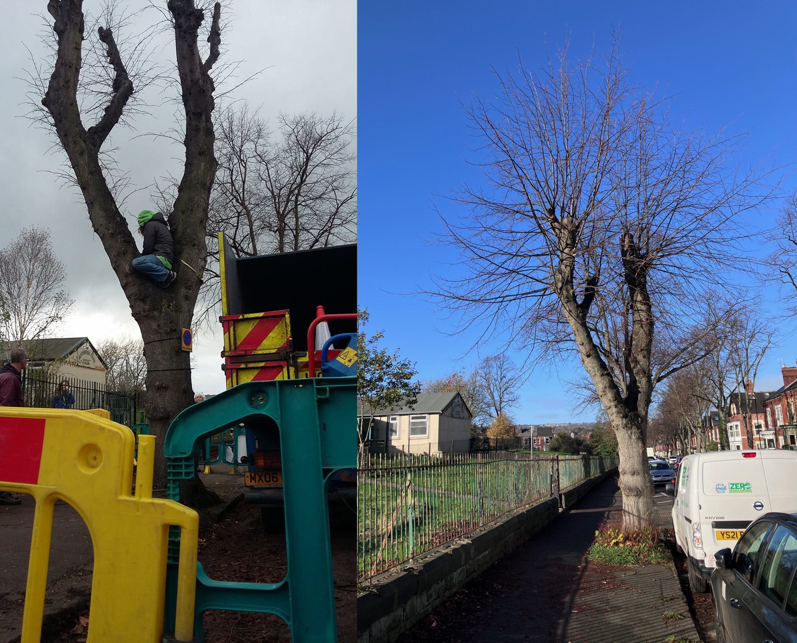 National Tree Week: ‘Stumpy’ the Common Lime