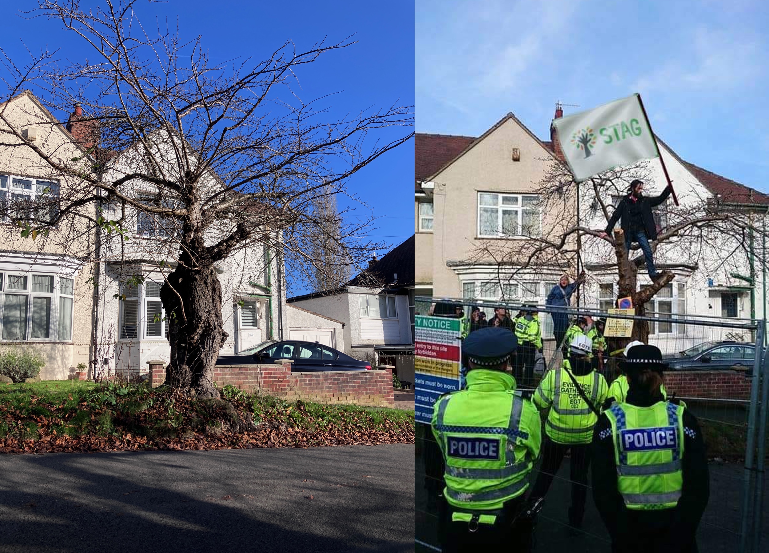 National Tree Week: Tuesday’s Tree is full of grace?