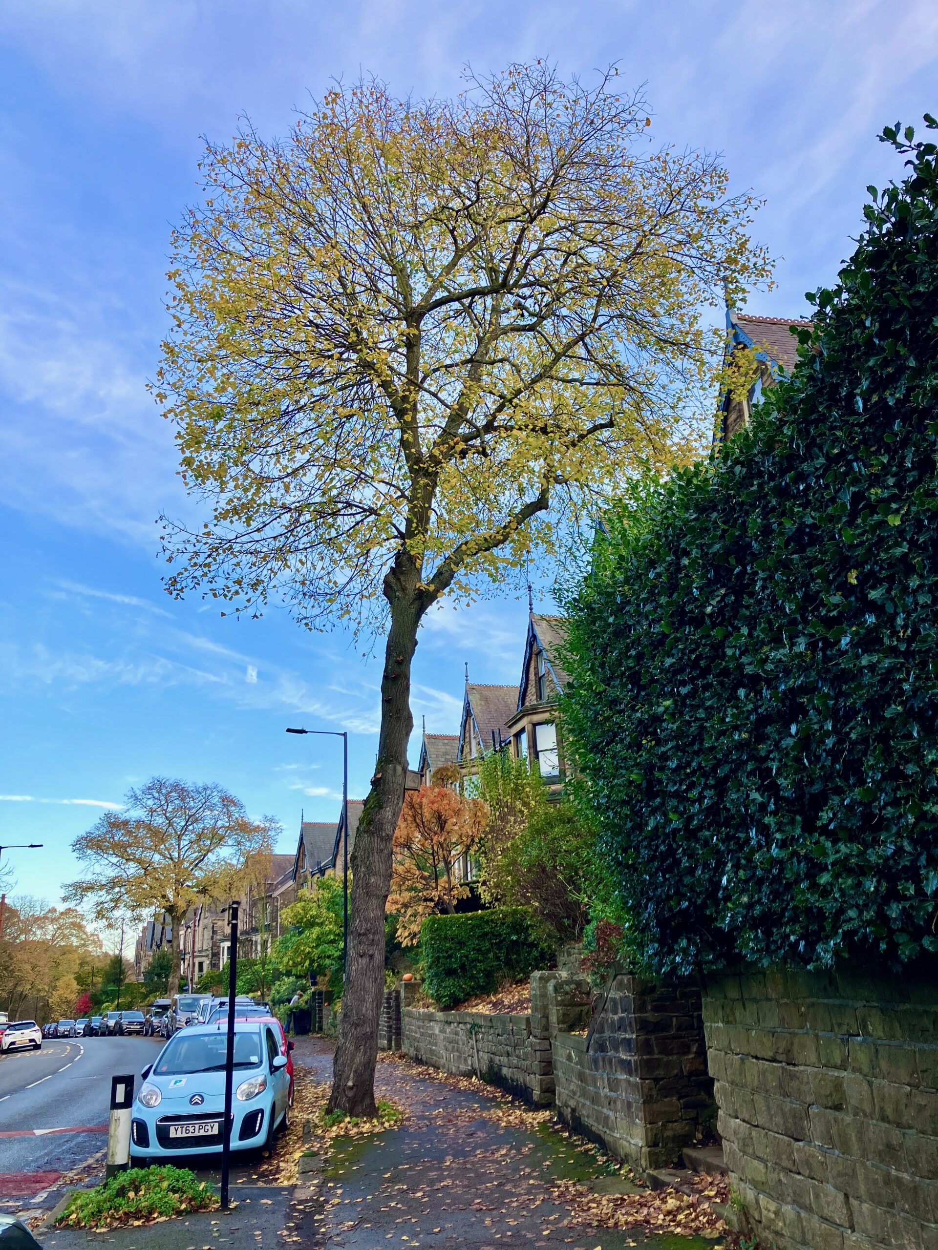National tree Week: Ellen the Lime on Rustlings Rd