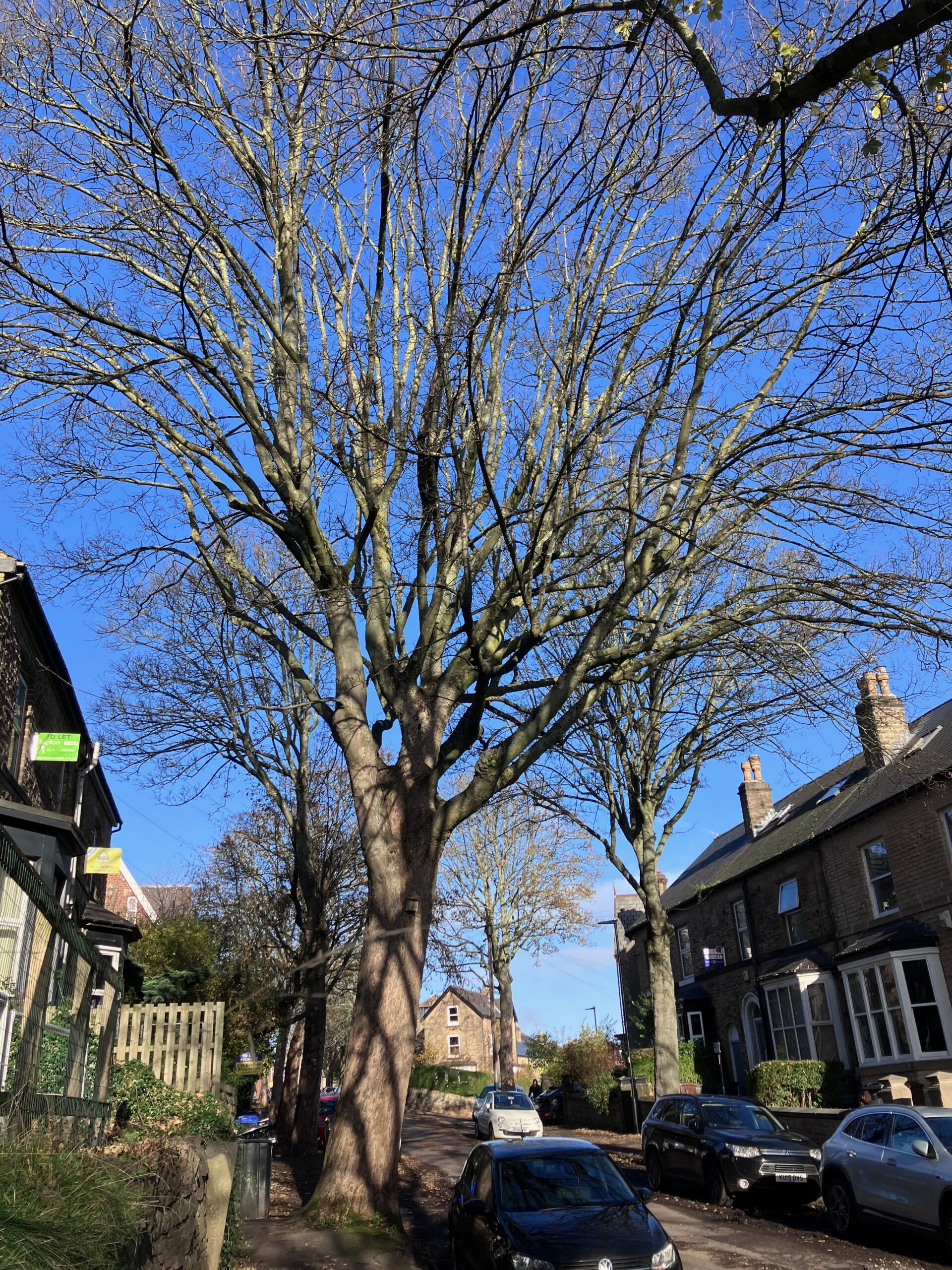 Mary’s Tree on Spring Hill Rd