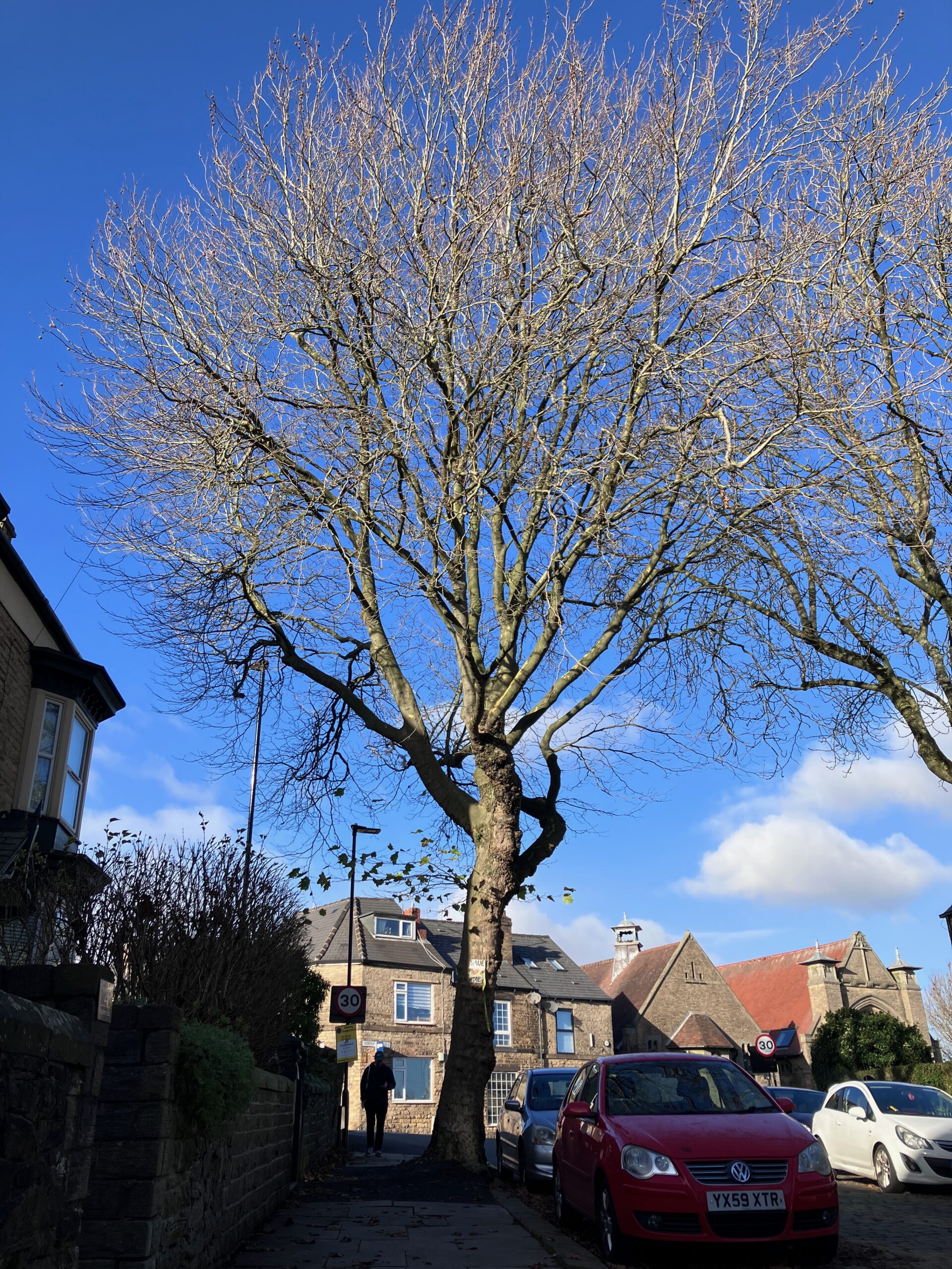 National Tree Week: Robin’s Tree on Western Rd