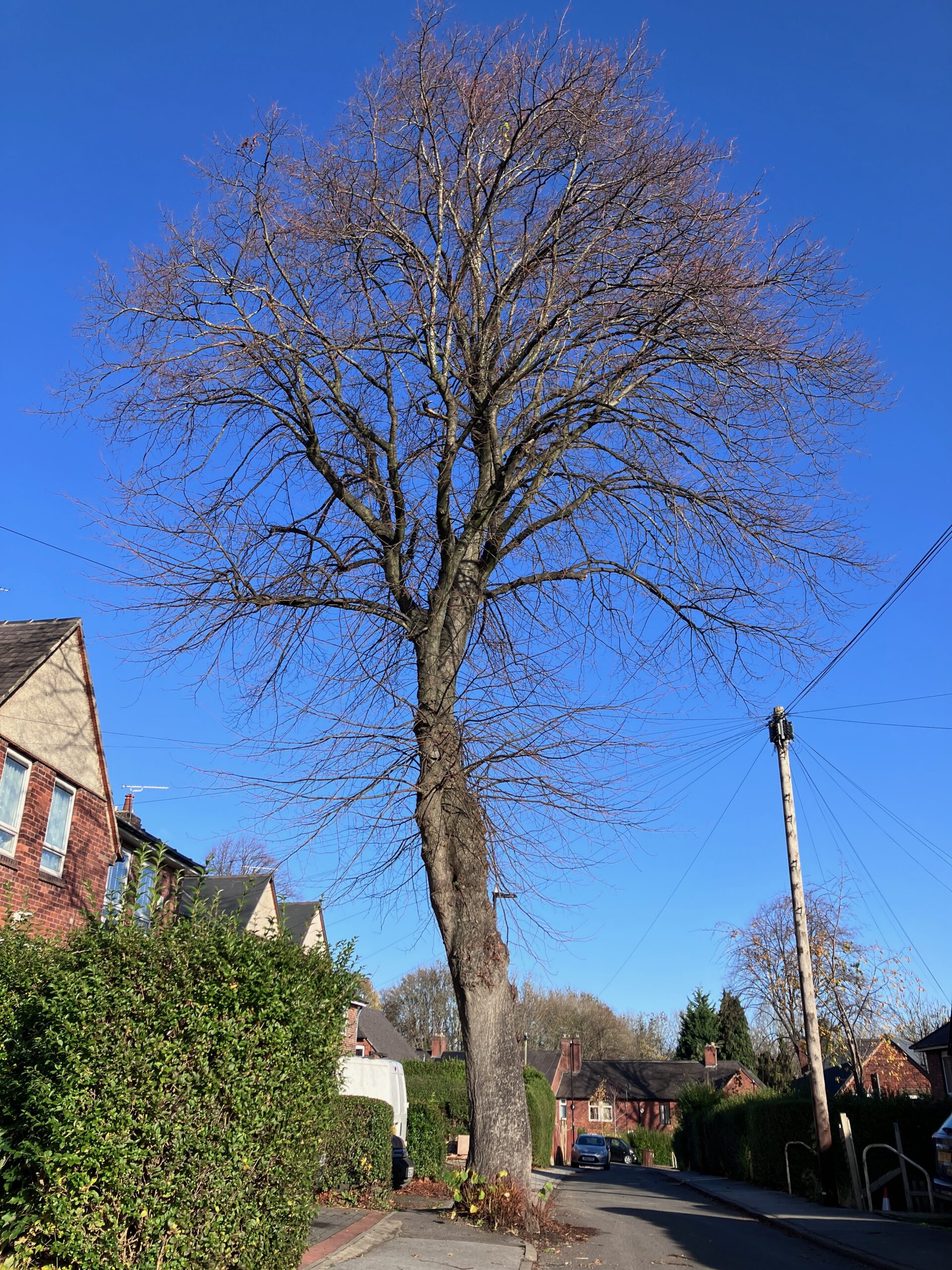 National Tree Week: Shane’s Tree on Aldfield Way