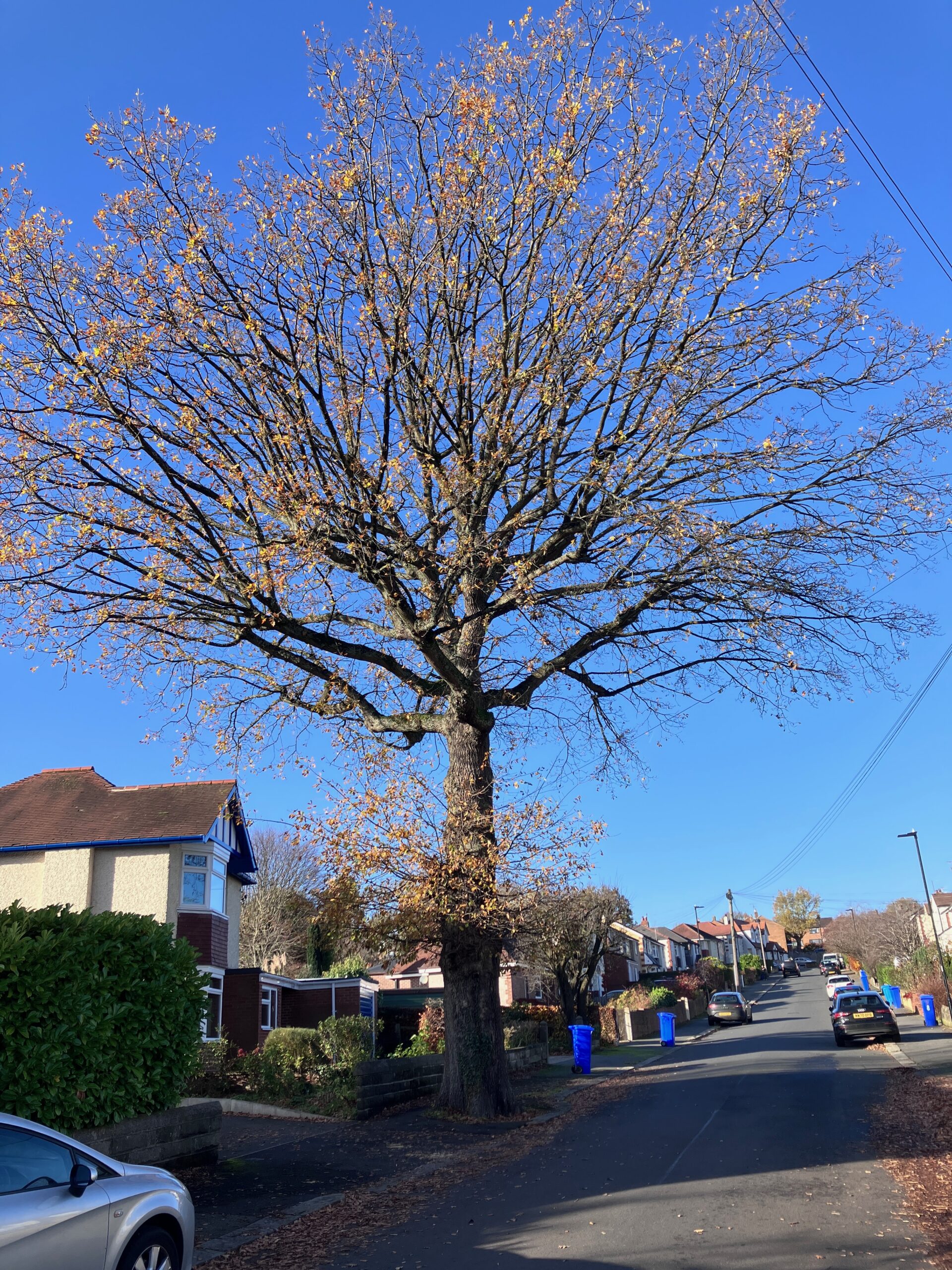 National Tree Week 2025