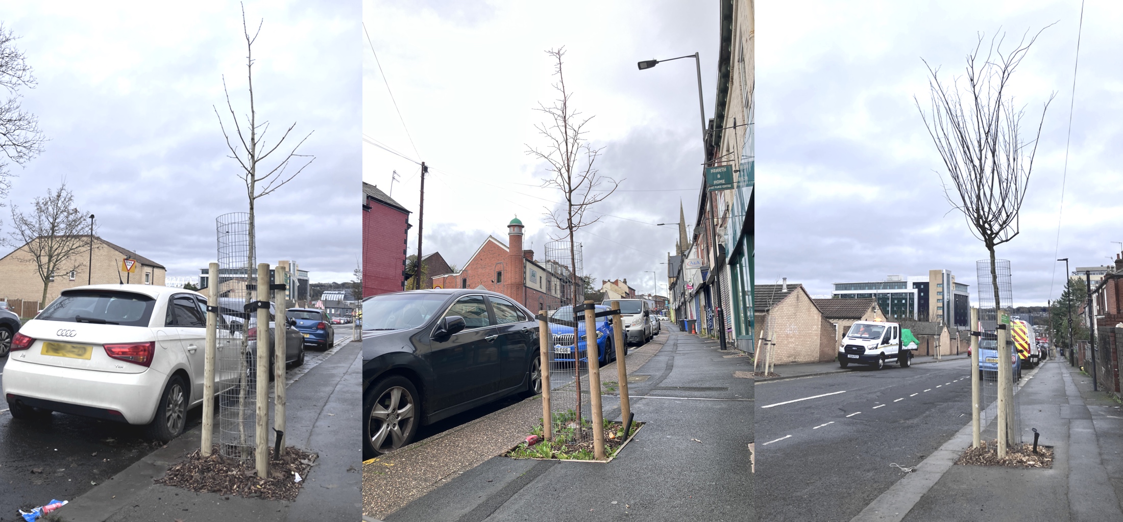 National Tree Week: Trees for Sheffield’s future